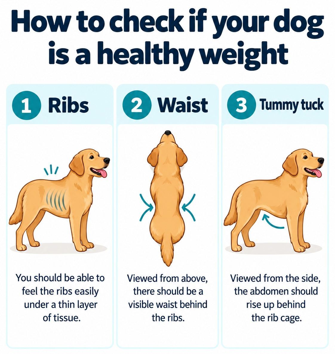 How to assess your dog’s body condition score and muscle condition