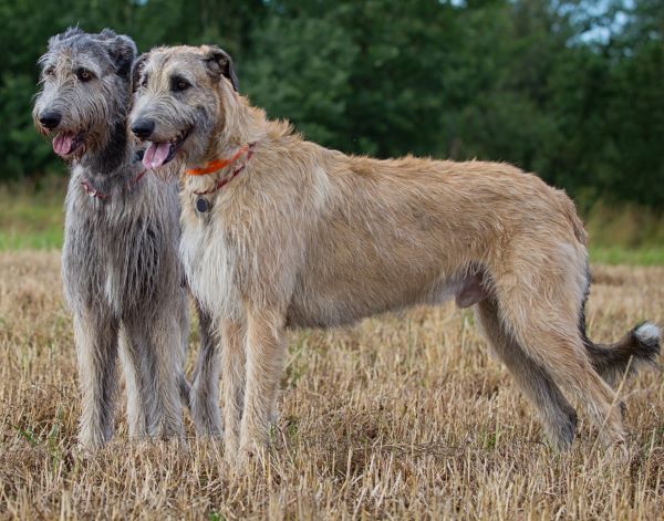 Irish Wolfhound Dog Breed Profile Personality Facts