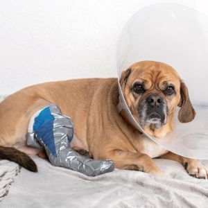 Cruciate disease in dogs and cats Unhappy dog with Elizabethan cone on its head and bandage on back leg after CCL surgery