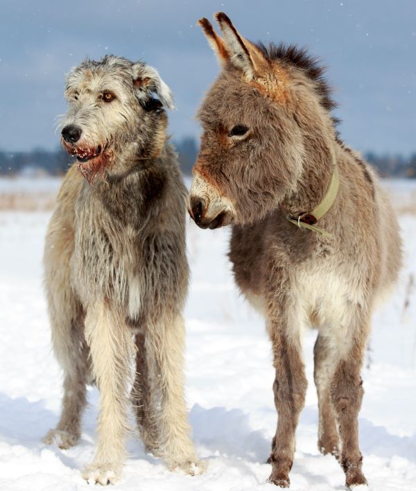 Irish Wolfhound dog breed Bow Wow Meow Pet Insurance