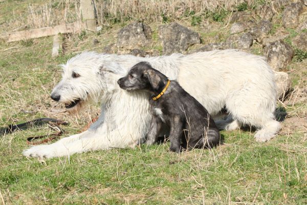 Irish Wolfhound dog breed Bow Wow Meow Pet Insurance