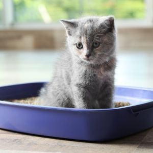 Kitten care, kitten toilet training Bow Wow Meow Pet Insurance