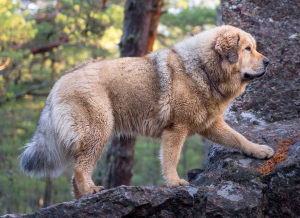 Tibetan Mastiff dog breed Bow Wow Meow Pet Insurance