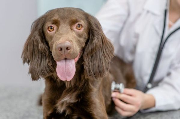 Vet doctor is conducting a check up of a brown adult spaniel dog with stethoscope at clinic