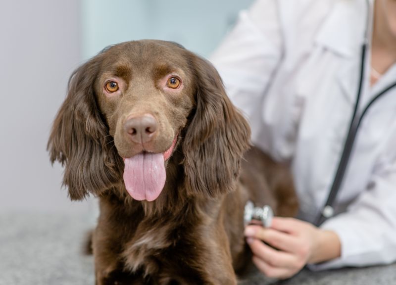 Vet doctor is conducting a check up of a brown adult spaniel dog with stethoscope at clinic