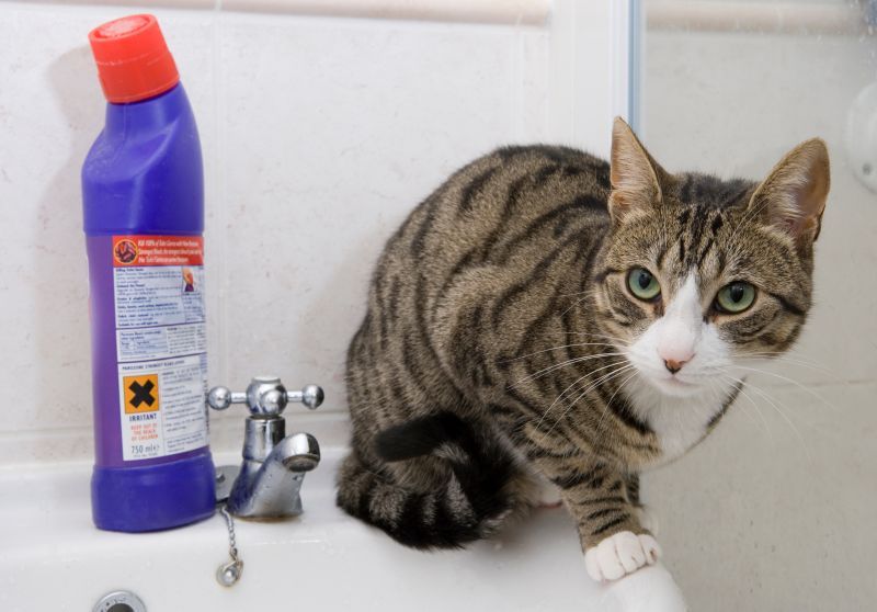 Cat sitting on the basin in bathroom next to toxic bleach