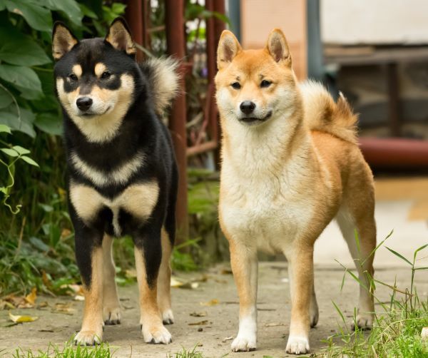 Shiba Inu dog breed Bow Wow Meow Pet Insurance