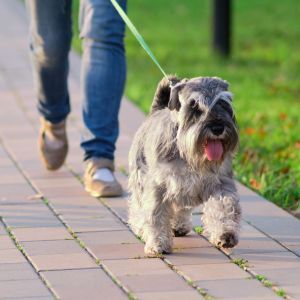 How to help your dog lose weight safely Dog walking with its owner as part of a healthy weight-management routine