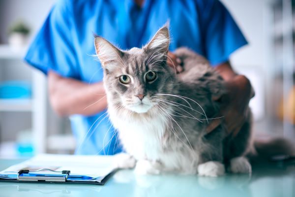 Common health problems in cats Bow Wow Meow