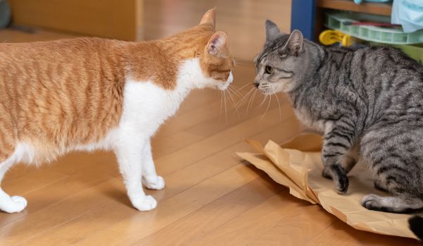 Pet care, holiday pet care options, boarding, pet sitter Bow Wow Meow Pet Insurance