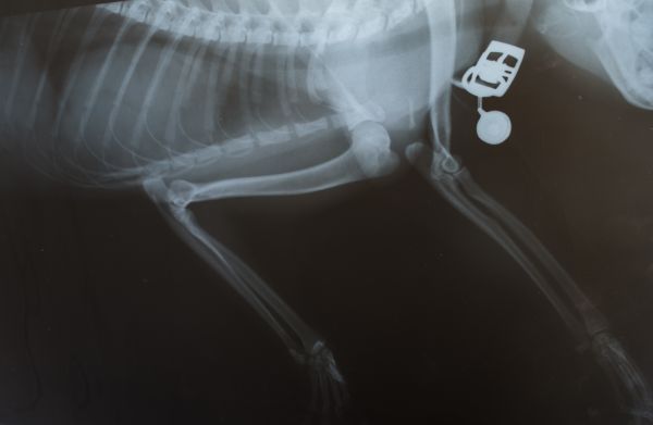 Dog x ray, dog health, dog care, Bow Wow Meow Pet Insurance
