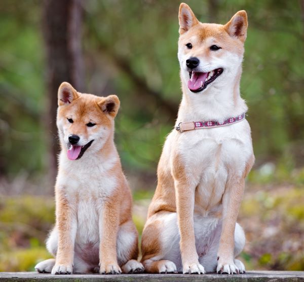 Shiba Inu dog breed Bow Wow Meow Pet Insurance