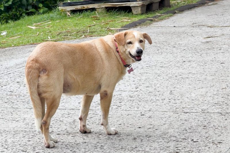 An overweight dog stops on the path during a walk
