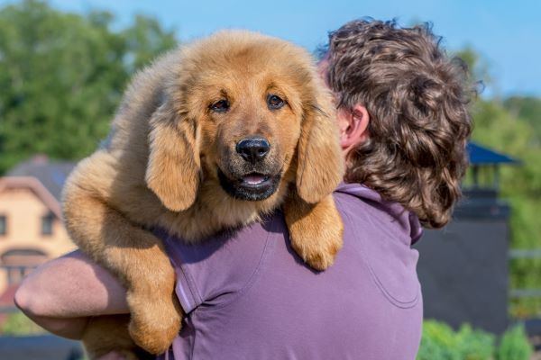 Tibetan Mastiff dog breed Bow Wow Meow Pet Insurance