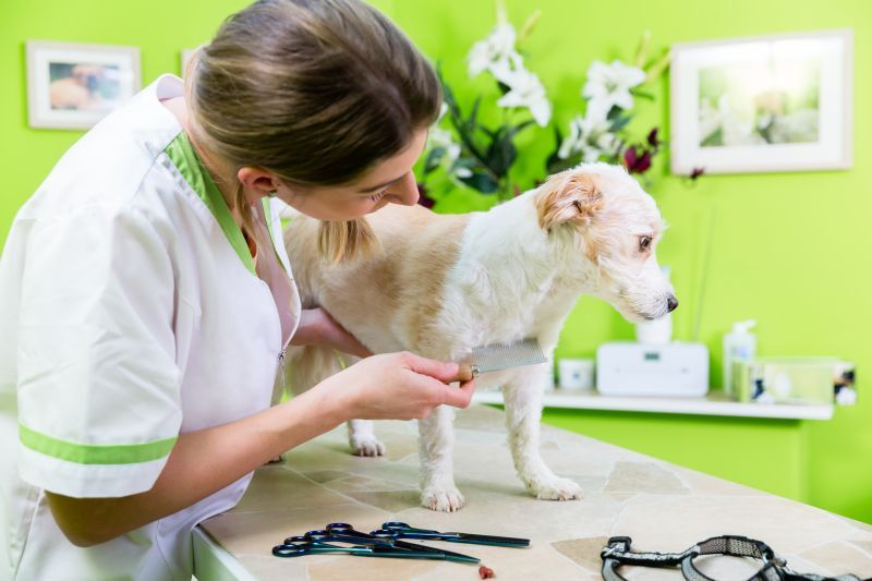 Dog being checked with a flea comb for signs of fleas