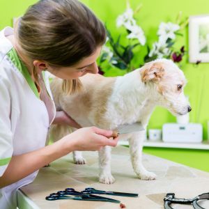 Dog being checked with a flea comb for signs of fleas