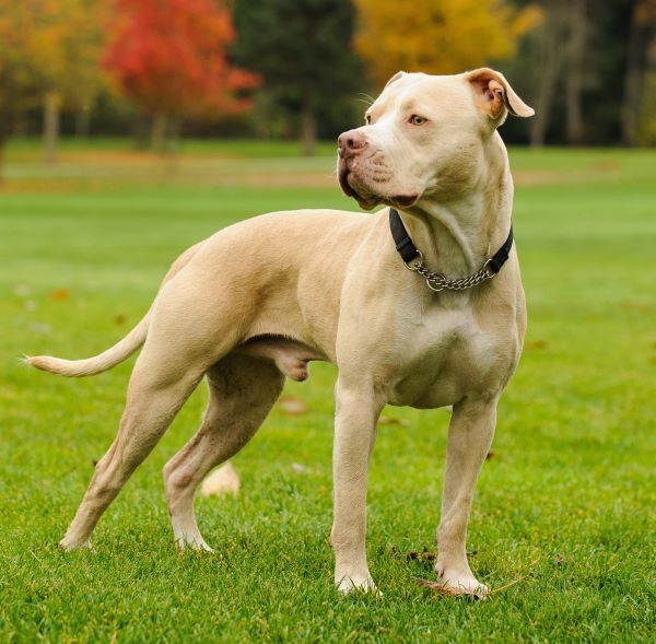 Pit Bull dog breed Bow Wow Meow