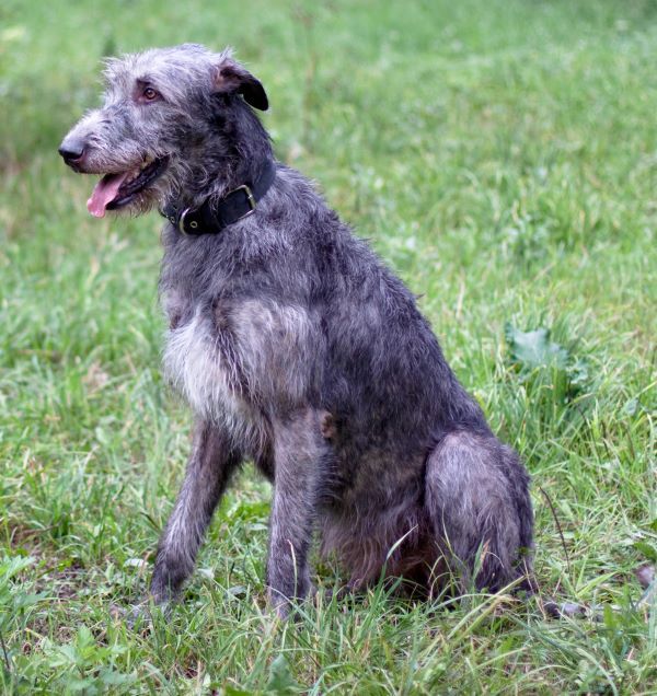 Irish Wolfhound dog breed Bow Wow Meow Pet Insurance