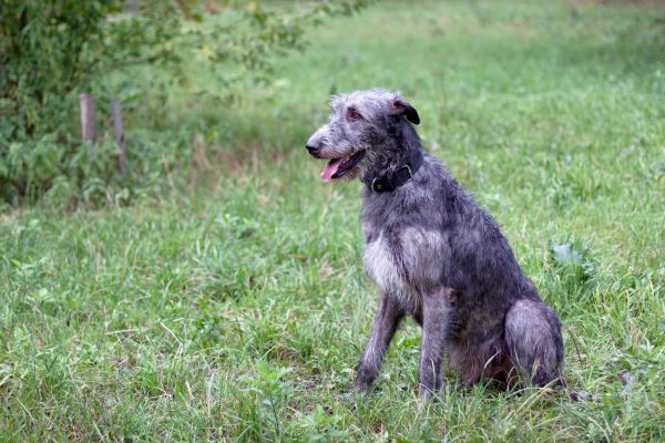 Irish Wolfhound dog breed Bow Wow Meow Pet Insurance