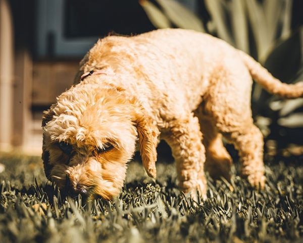 Dog behaviour, why do dogs eat grass? Bow Wow Meow