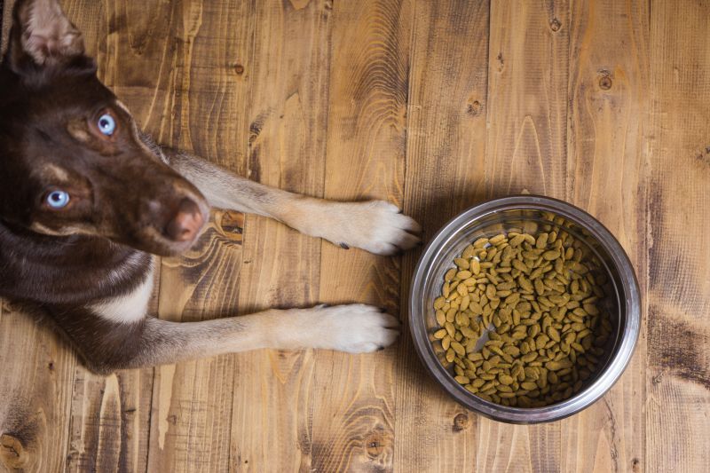 Hungry dog waiting to eat out of his big bowl of kibble
