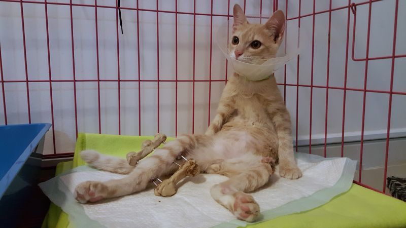 A cute cat wearing fabric collar with external fixation of tibial fracture sitting like a human inside a cage