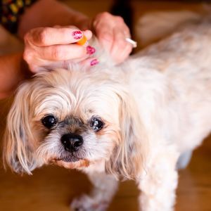 Dog health, dog care, dog diabetes Bow Wow Meow Pet Insurance