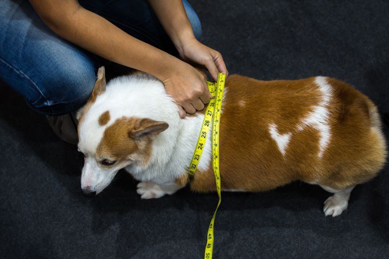 Pembroke Welsh Corgi dog is being measured with a tape measure as part of weight management program