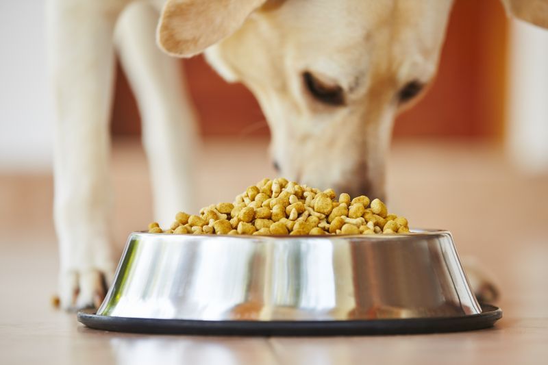 Hungry labrador retriever is feeding at home