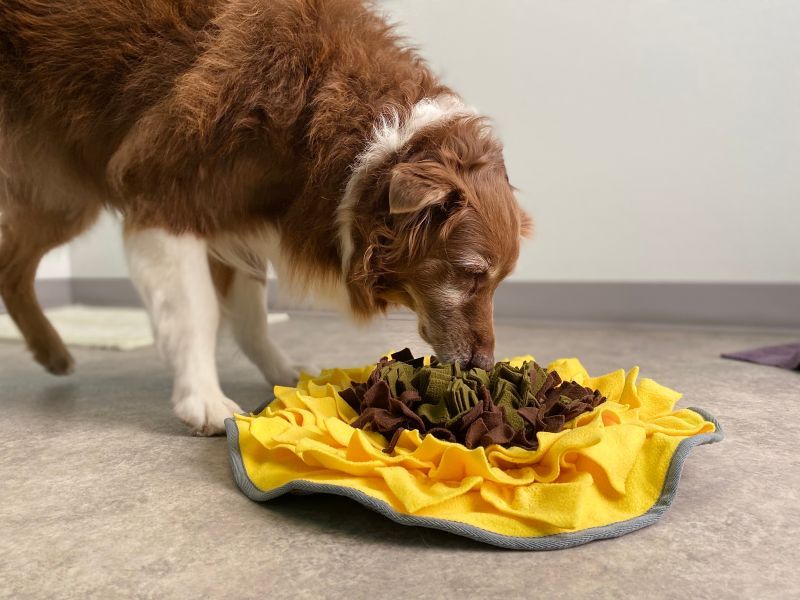 Purebred senior Australian shepherd dog enrichment activity foraging for dinner in a snuffle mat