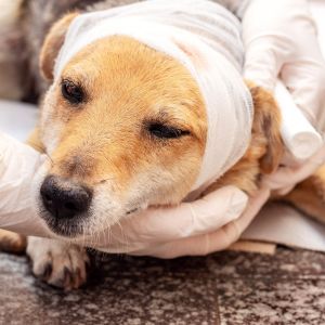 The vet applies a bandage to the injured dog's head 300