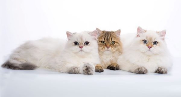 Three kittens lie next to each other on the white floor
