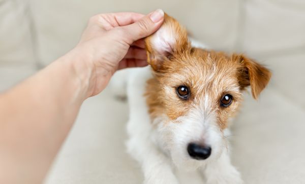 Dog ear infection, dog health, dog care Bow Wow Meow Pet Insurance