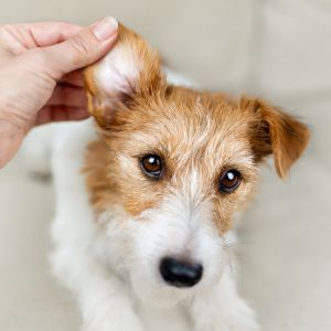 Dog ear infection, dog health, dog care Bow Wow Meow Pet Insurance