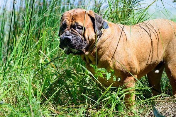 Dog behaviour, why do dogs eat grass? Bow Wow Meow