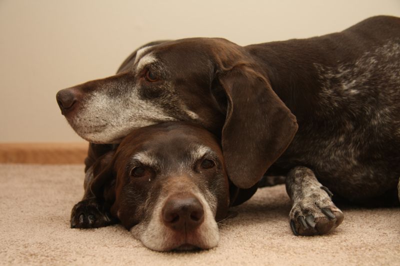 Two senior female german shorthaired pointers, using each other as pillow