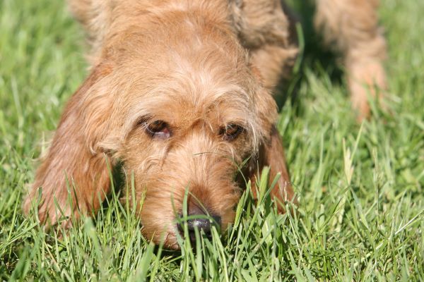 Dog behaviour, why do dogs eat grass? Bow Wow Meow