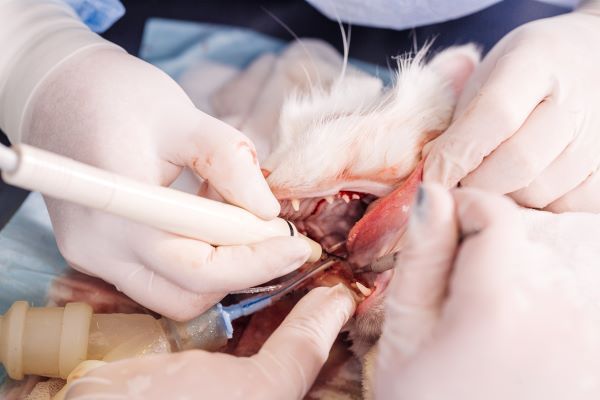 Veterinary dentist treating the teeth of a pet under anaesthesia in the vet clinic