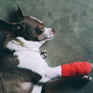 Small dog resting on a green floor with a red bandage on one front leg