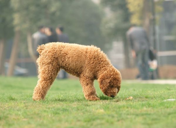 Dog behaviour, why do dogs eat grass? Bow Wow Meow 