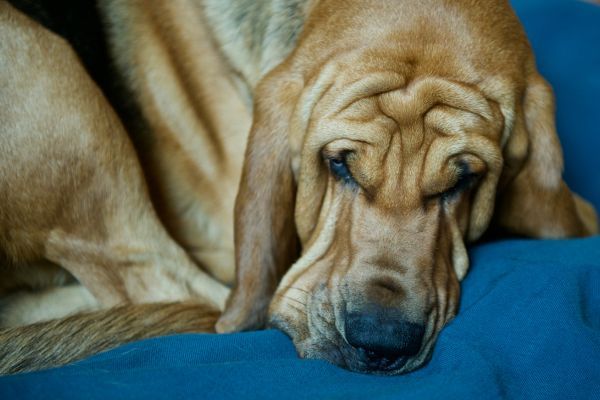 The bloodhound's deep skinfolds on the face require a lot of care