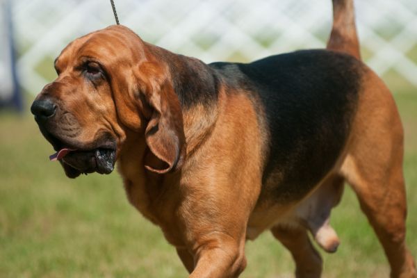 Bloodhound walking outdoors