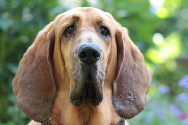Close up of bloodhound looking straight on