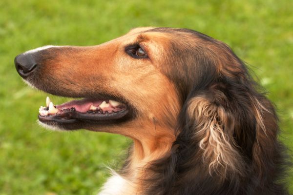 Borzoi dog close up of face in profile