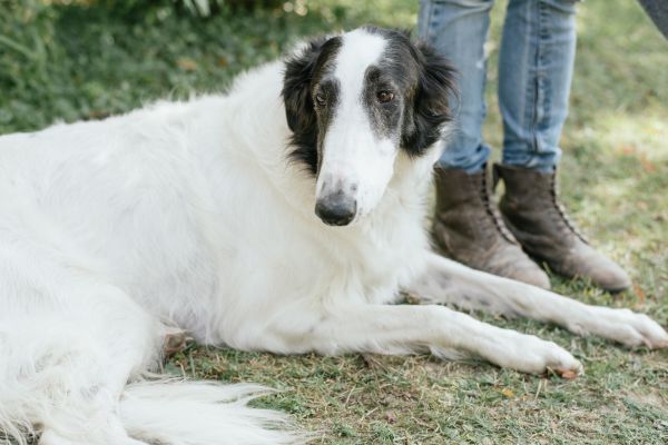 Borzoi dog lying down outdoors