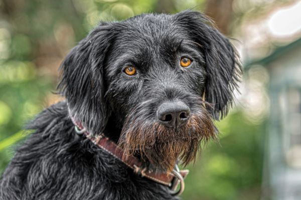 Woman holding a German Wirehaired Pointer puppy