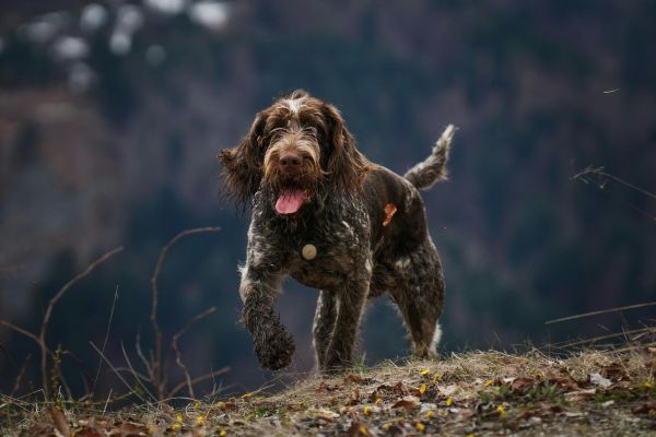 German Wirehaired Pointer running up a hill