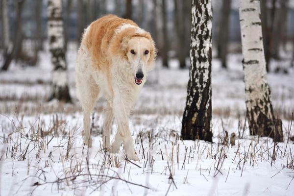 Russian borzoi dog walks along the snowy ground