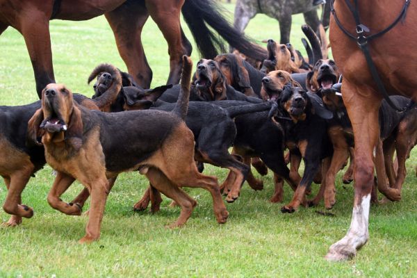 A pack of bloodhounds hunting with horses