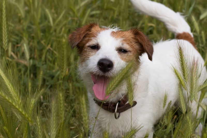 Cute Jack Russell stands among in a spikes field among the dangerous grass seeds